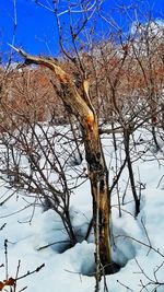 Low angle view of bare tree against clear sky