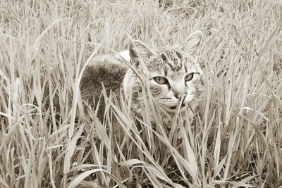 Portrait of cat on field