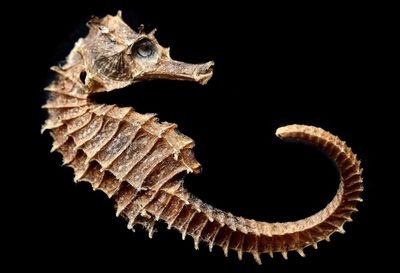 Close-up of dead sea horse against black background