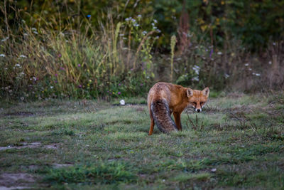 Autumn portrait of a wild fox