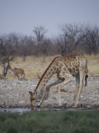 A giraffe stands alone in the steppe of the etosha national park on a sunny autumn day in namibia