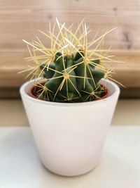 Close-up of potted plant on table