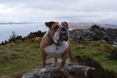 View of dog standing on rock