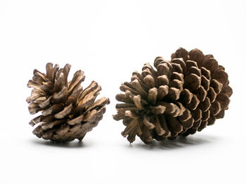 Close-up of pine cone against white background