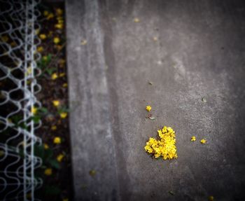 Close-up of yellow flowers