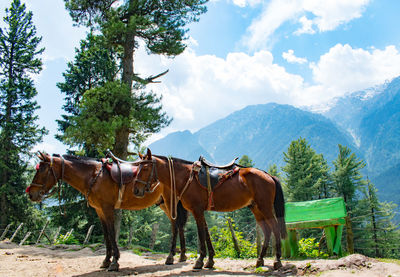 Horse standing on field against sky