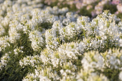 Close-up of white flowering plant