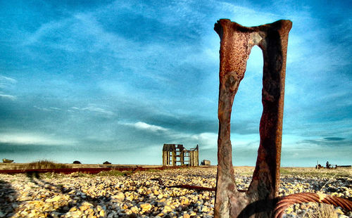 Low angle view of tree on beach