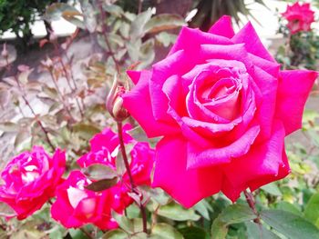 Close-up of pink rose