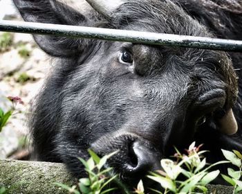 Close-up of black horse