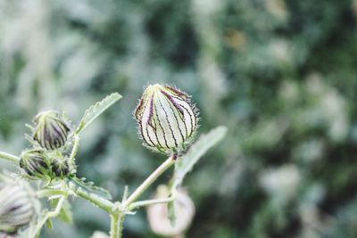 Close-up of flower against blurred background