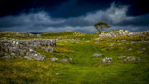 Plants and rocks on field against sky