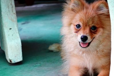 Close-up portrait of dog