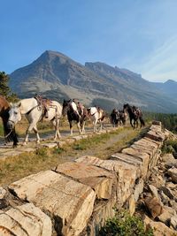 View of a horse on mountain