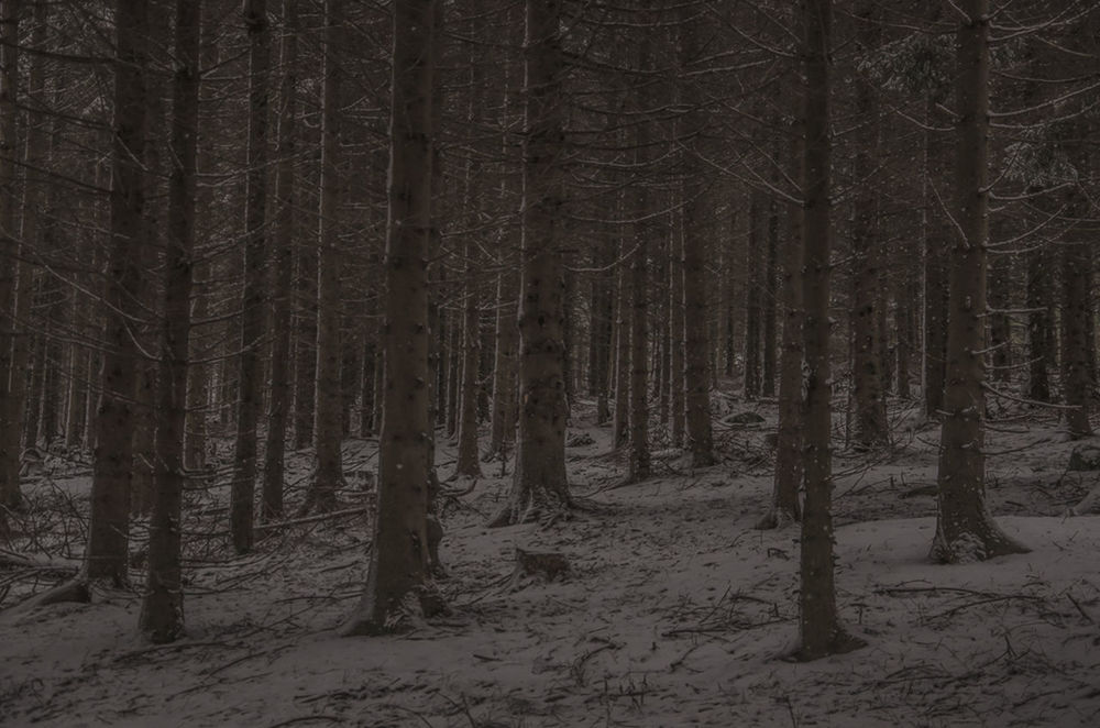 TREES IN SNOW COVERED FOREST