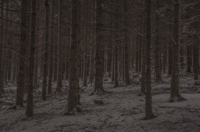 Trees in forest during winter