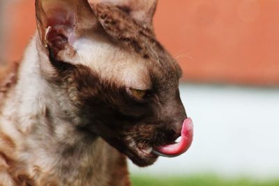 Ina the cornish rex 