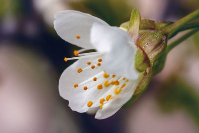 Close-up of white flowering cherry blossom 