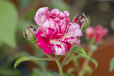 Close-up of pink rose