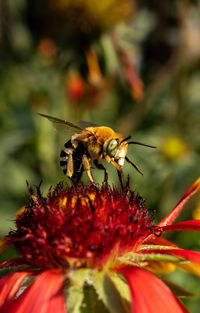 Close-up of bee pollinating flower