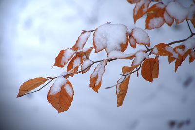 Close-up of frozen leaves on tree during winter