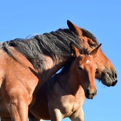 Close-up of horse in ranch against clear sky