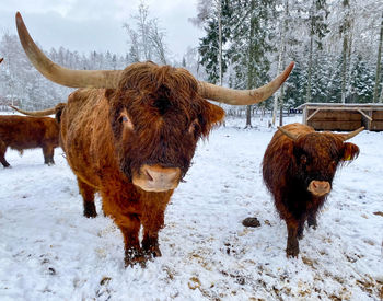 Highland cattle standing in snow