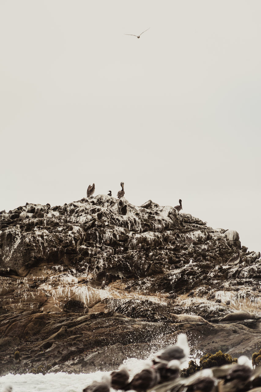 BIRDS FLYING OVER ROCKS BY SEA AGAINST SKY