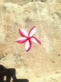 High angle view of pink rose flower on land