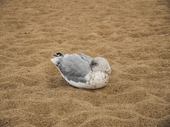 High angle view of seagull on sand