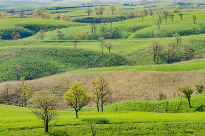 Scenic view of agricultural field