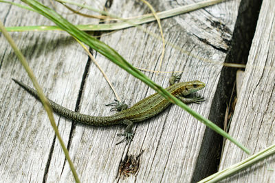 Sand lizard basking on nature trail on wooden boards in a nature reserve randu meadows