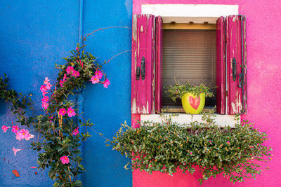 Potted plants on pink window of house