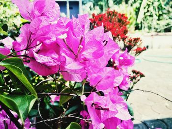 Close-up of pink flowers blooming outdoors