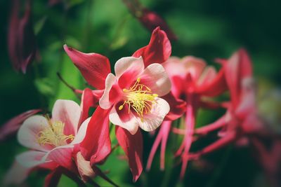Close-up of red flowers blooming outdoors