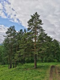 View of pine trees in forest