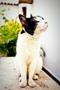 Cat looking away
