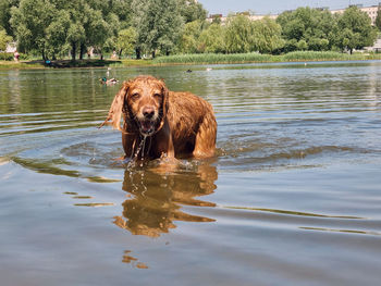 Portrait of dog standing in lake