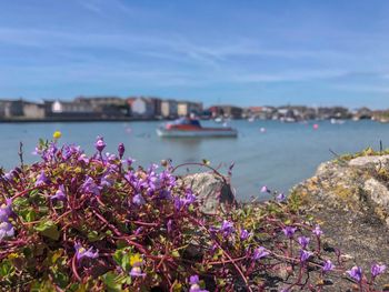 Close-up of fresh pink flowers by sea against sky