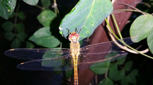 Close-up of insect on plant