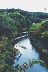 Scenic view of river with trees in background