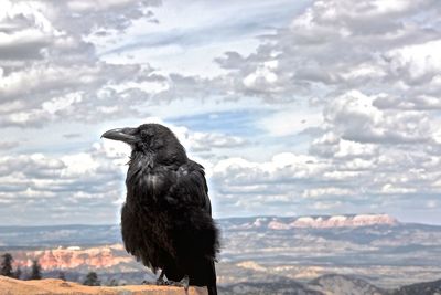 Close-up of raven perching on rock against cloudy sky