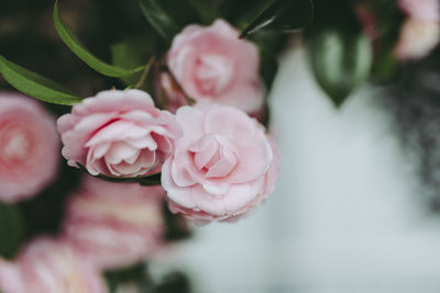 Close-up of pink flowers blooming outdoors