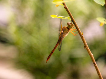 Close-up of insect on plant