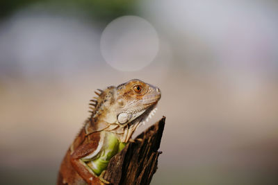 Close-up of a reptile looking away