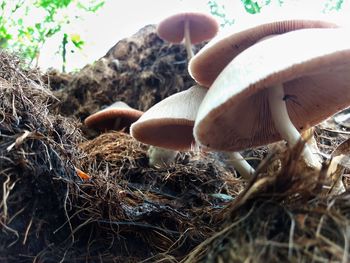 Close-up of mushroom growing on field