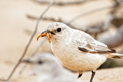 Close-up of oenanthe deserti perching outdoors and eat worms 