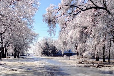 Snow covered trees against sky