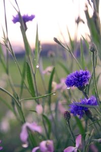 Close-up of purple flowering plants on field