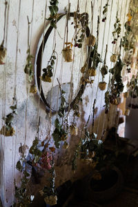 Close-up of flowering plants hanging on wall